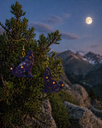Impression 3D Loup violet étoiles